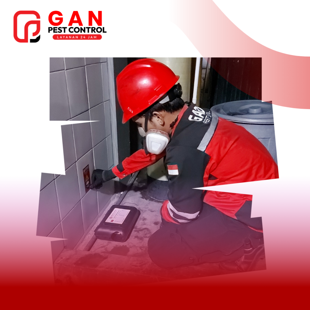 Tikus: Ancaman Tersembunyi di Rumah dan Bisnis Anda serta Cara Mengatasinya