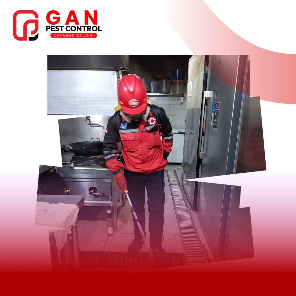 Kecoa: Panduan Lengkap Mengenal Bahaya, Cara Mencegah, dan Solusi Pembasmi Profesional