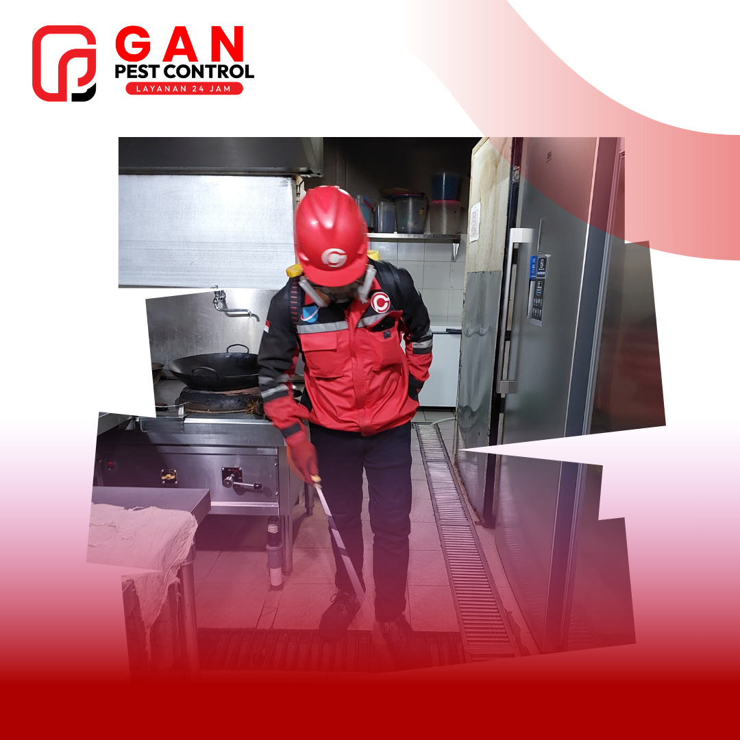 Kecoa: Panduan Lengkap Mengenal Bahaya, Cara Mencegah, dan Solusi Pembasmi Profesional