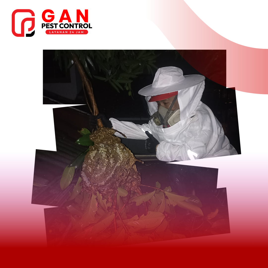 Tawon Vespa: Mengenal Ancaman, Bahaya Sengatan, dan Solusi Profesional