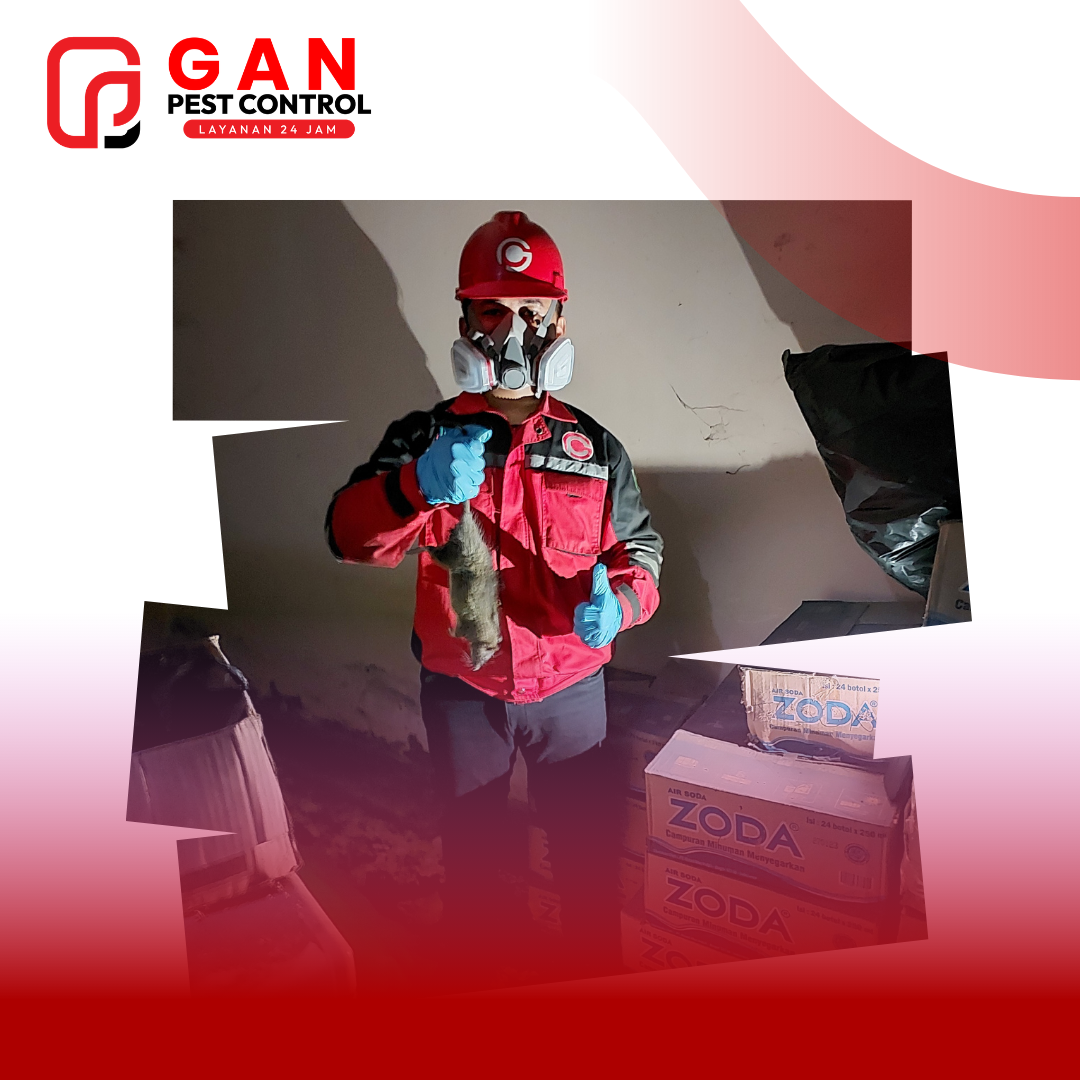 Tikus: Ancaman Tersembunyi di Rumah dan Bisnis Anda serta Cara Mengatasinya