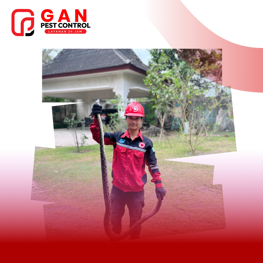 Ular: Mengenal Bahaya, Cara Pencegahan, dan Solusi Pengendalian Profesional