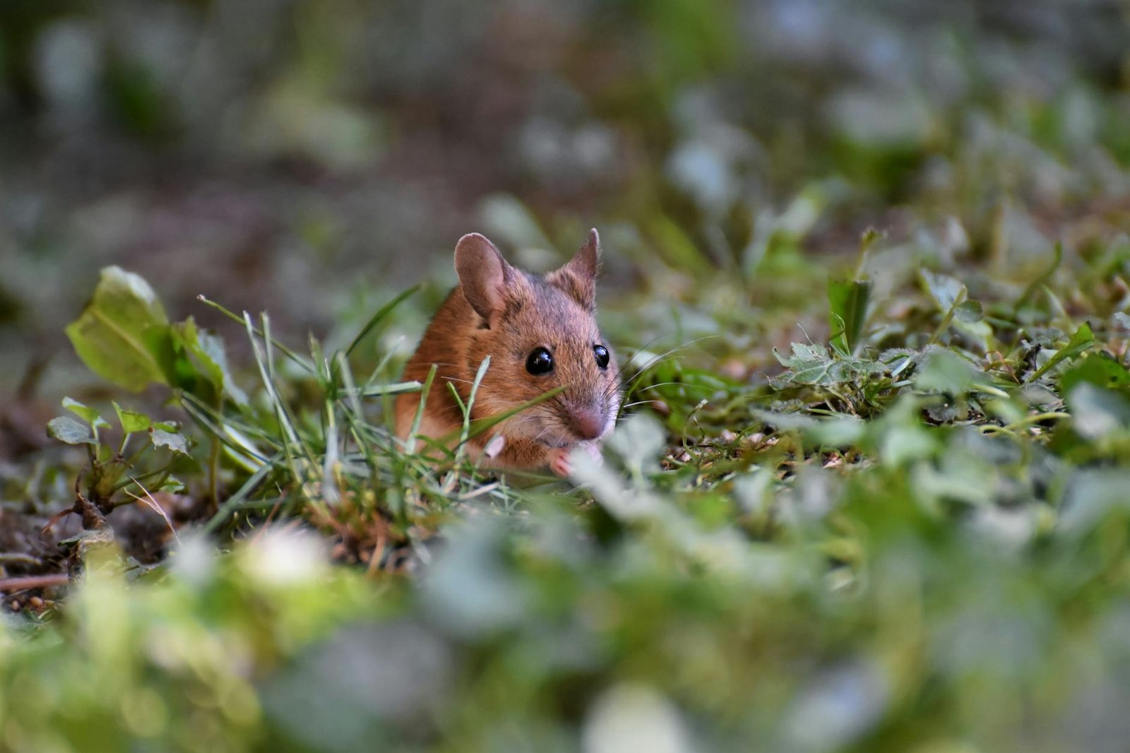 Tips praktis membasmi tikus di rumah secara aman dan efektif