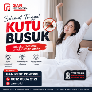 Ciri-ciri Kutu Kasur dan Cara Mengidentifikasinya